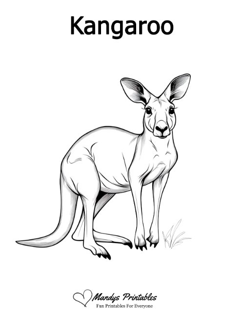 kangaroo outline