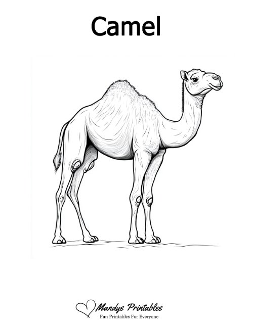 camel outline