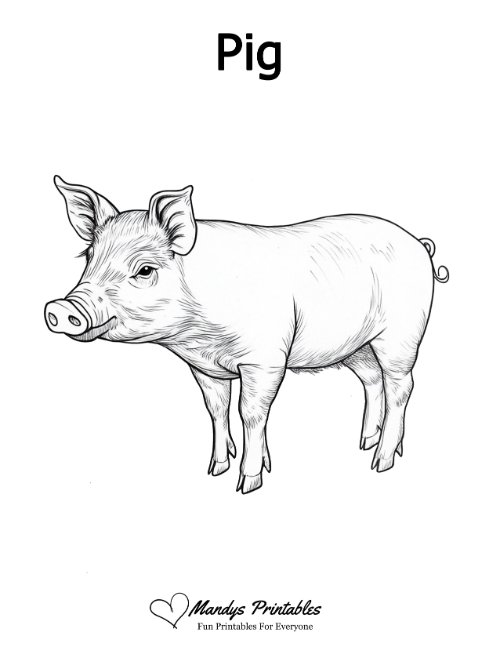 pig outline