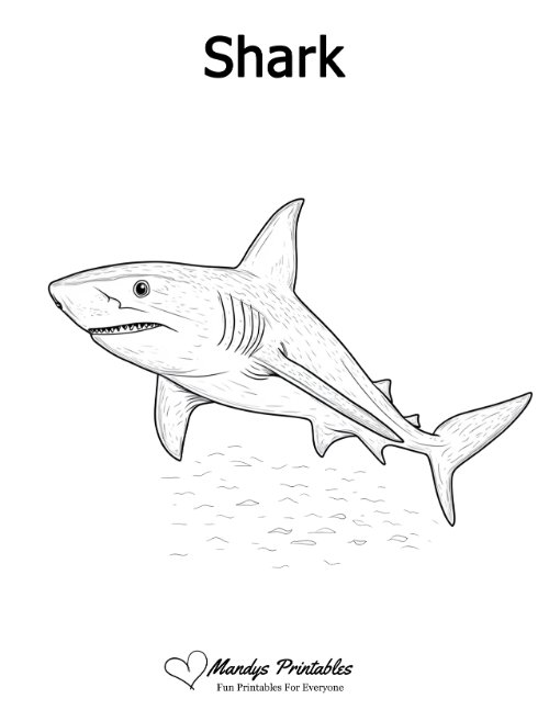 shark outline