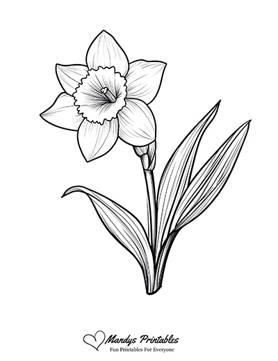 Daffodil Outline Template