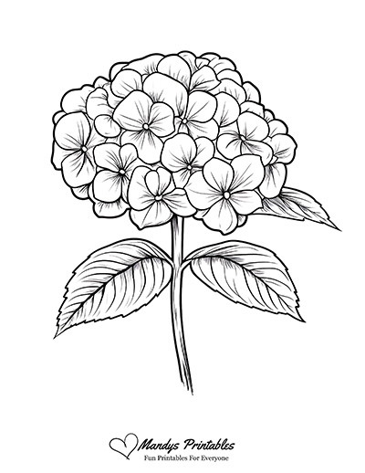 Hydrangea Outline Template