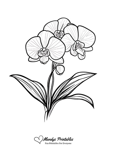 Orchid Outline Template