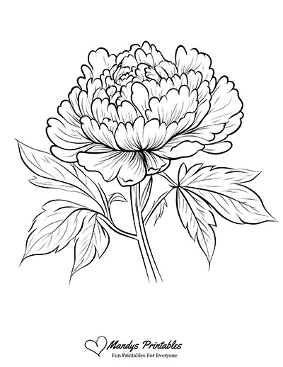 Peony Outline Template